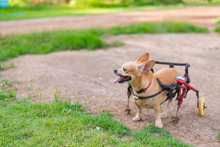 Happy cute little dog in wheelchair or cart walking in grass field.の写真素材