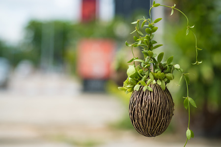 Asclepiadaceae, Dischidia pectinoides Peari small plants.の写真素材