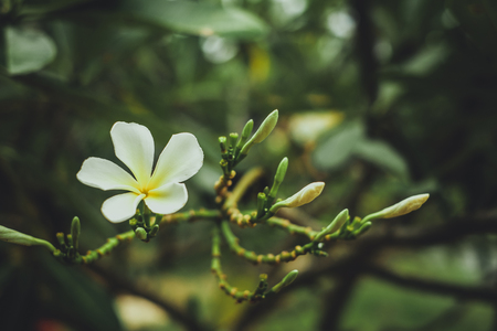 white , pink and yellow Plumeria, frangipani flowers, Pagoda tree or Temple tree on natural light background vintage tone.の写真素材