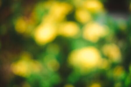 Natural green and yellow background with bokeh circles from tree and leaf. green blurry used for backdrop. vintage tone.の写真素材