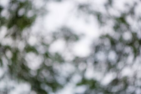 Natural green background with bokeh circles from tree and leaf. green blurry used for backdrop.の写真素材