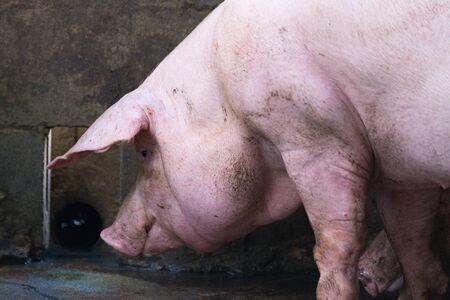 Group of pig sleeping eating in the countryside farm. livestock concept.の写真素材