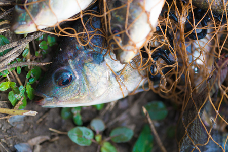 Fish in fishing net on the ground. animal.の写真素材
