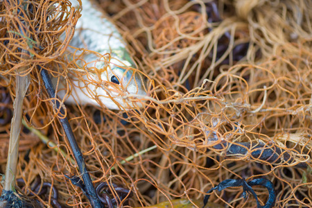 Fish in fishing net on the ground. animal.