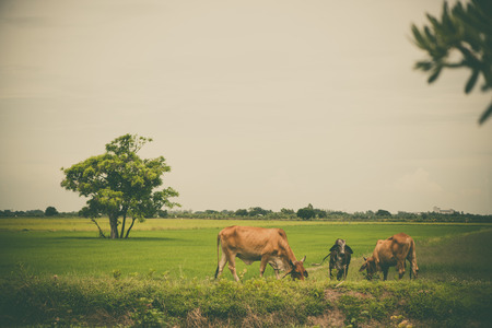 Cow eating grass or rice straw in rice field with blue sky rural or countryside background. vintage tone.の写真素材
