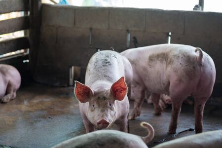 Group of pig sleeping eating in the countryside farm. livestock concept.の写真素材