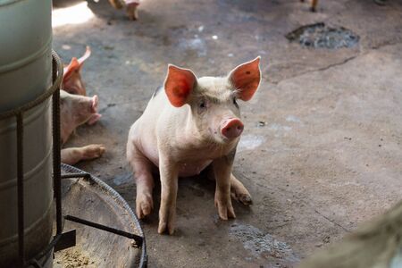 Group of pig sleeping eating in the countryside farm. livestock concept.の写真素材