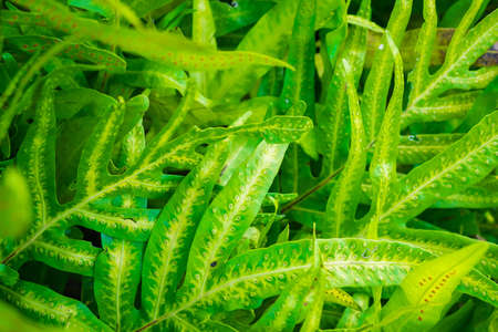 Closeup macro of green leaf texture background.
