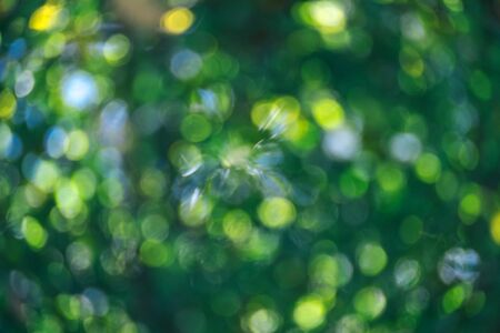 Abstract natural green bokeh from tree background. nature defocus outdoor with sun light.の写真素材