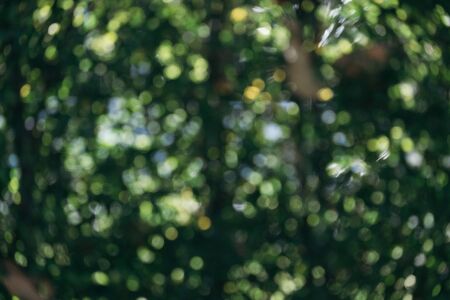 Abstract natural green bokeh from tree background. nature defocus outdoor with sun light.の写真素材