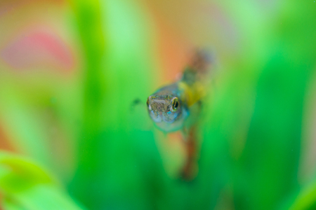Little fish in fish tank or aquarium, gold fish, guppy and red fish, fancy carp with green plant, underwater life concept.の写真素材