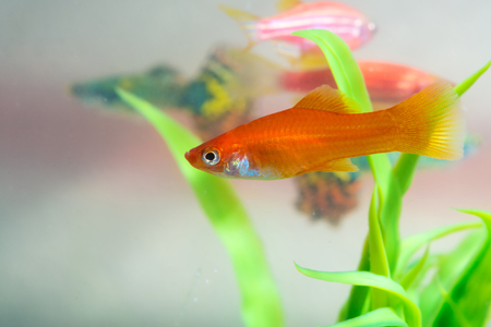 Little red fish with green plant in fish tank or aquarium underwater life concept.の写真素材