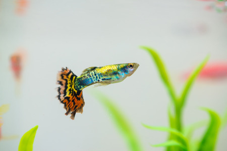 Little fish in fish tank or aquarium, gold fish, guppy and red fish, fancy carp with green plant,...