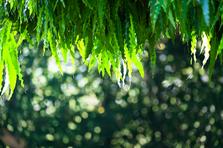 Abstract natural green bokeh from tree background. nature defocus outdoor with sun light.の写真素材