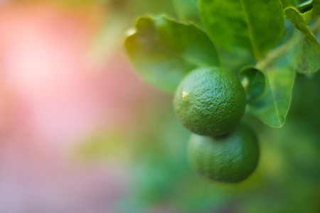 Green limes lemon hanging on the lime tree branch in the garden.の写真素材