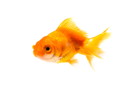 Gold fish or goldfish swimming isolated on white background.の写真素材