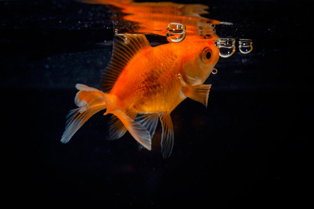 Gold fish or goldfish floating swimming underwater in fresh aquarium tank with black background marine life.の写真素材