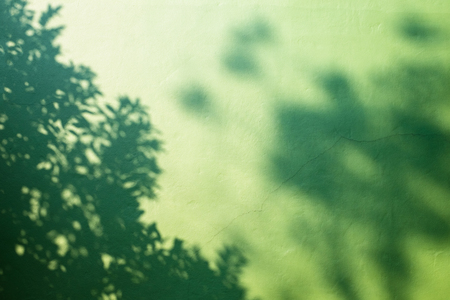 Abstract shadow of tree branch on green concrete wall background.の写真素材