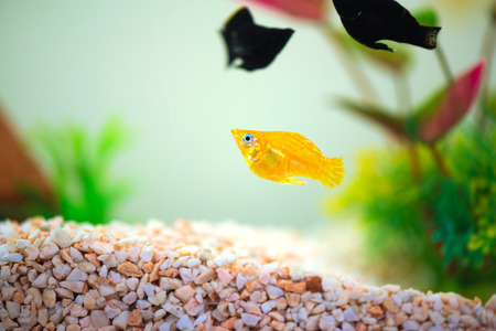 Little Molly fish, Poecilia latipinna in fish tank or aquarium, underwater life concept.の写真素材