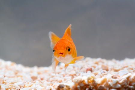 Gold fish or goldfish floating swimming underwater in fresh aquarium tank, marine life.の写真素材