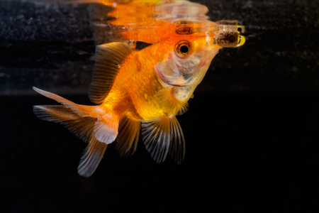 Gold fish or goldfish floating swimming underwater in fresh aquarium tank with black background marine life.の写真素材
