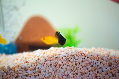 Little Molly fish, Poecilia latipinna in fish tank or aquarium, underwater life concept.の写真素材