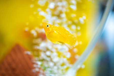 Little Molly fish, Poecilia latipinna in fish tank or aquarium, underwater life concept.の写真素材