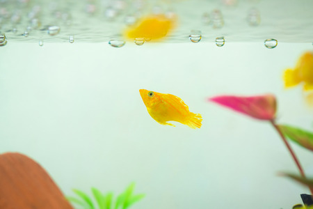 Little Molly fish, Poecilia latipinna in fish tank or aquarium, underwater life concept.の写真素材