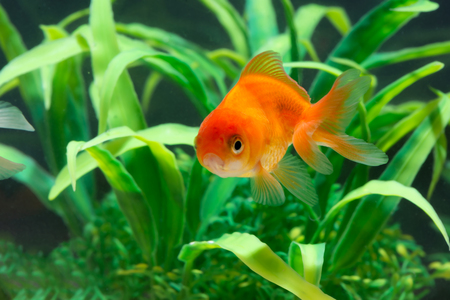 Gold fish or goldfish floating swimming underwater in fresh aquarium tank with green plant. marine life.の写真素材