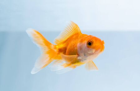 Gold fish or goldfish floating swimming underwater in fresh aquarium tank, marine life.の写真素材
