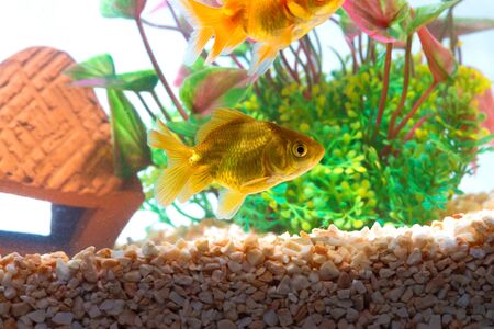 Gold fish or goldfish floating swimming underwater in fresh aquarium tank with green plant. marine life.の写真素材