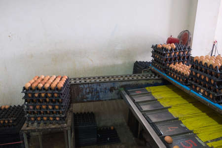 Eggs from hen farm in package and old weight scales machine for screening size. small factory.の写真素材