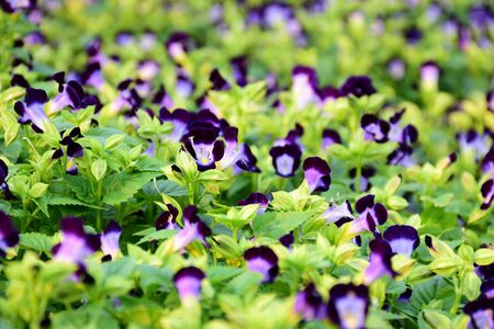 Violet purple wishbone flowers in parkの写真素材