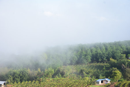 Foggy Morning mist at a farm in northern Thailand.の写真素材