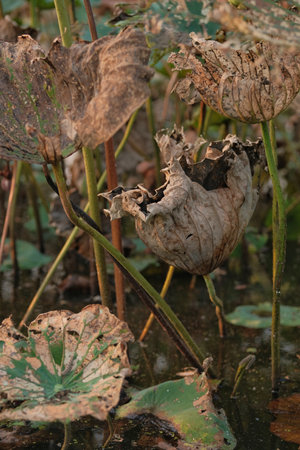 Dry lotus leaves in the pond. Close up of dried lotus.の写真素材