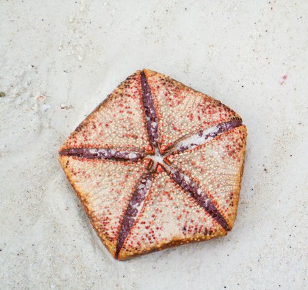starfish on the beach