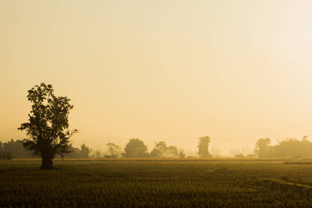 Rice field in Winterの写真素材