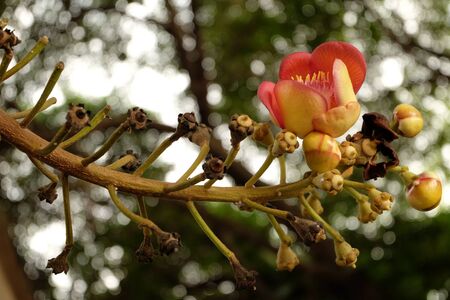 Cannonball Flower at Wat Putthaisawan, Ayutthaya, Thailandの写真素材