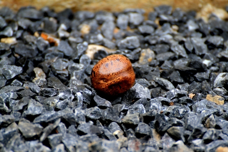 Rubber seed.の写真素材