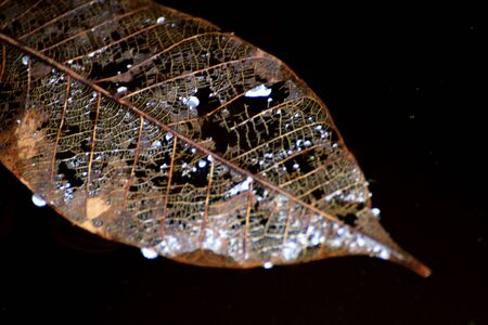 Leavesの写真素材