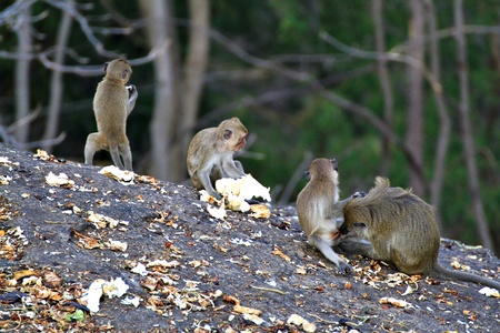monkey