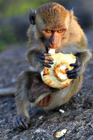 monkeyの写真素材