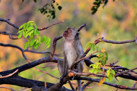 monkeyの写真素材