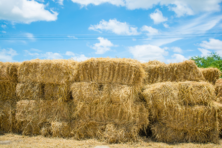 Square Bales In Field