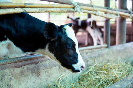 Cow on farm in Thailand