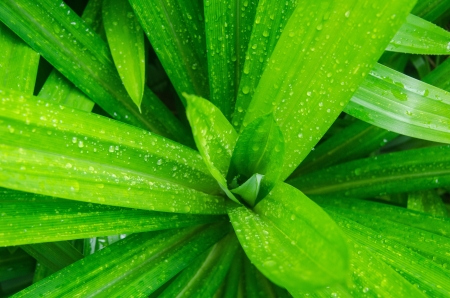 A tropical plants in gardenの写真素材