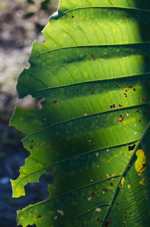 Macro of part of Leafの写真素材