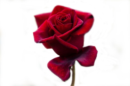 Red rose flowerの写真素材