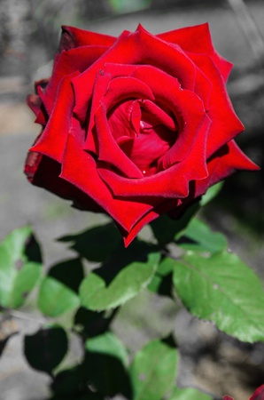 Red rose flowerの写真素材