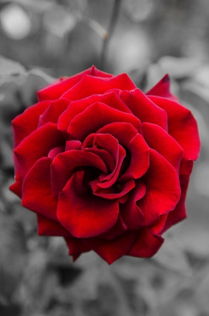 Red rose flowerの写真素材